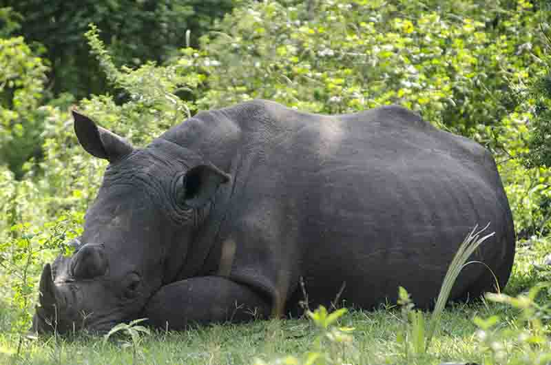 Rinoceronte Blanco - reserva de Ziwa - Uganda 05.jpg